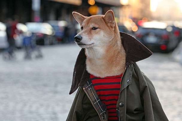 Menswear Dog 每月淨賺 $15,000 美元