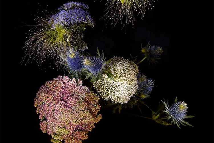 Sarah Illenberger 藝術創作「Flowerwork」