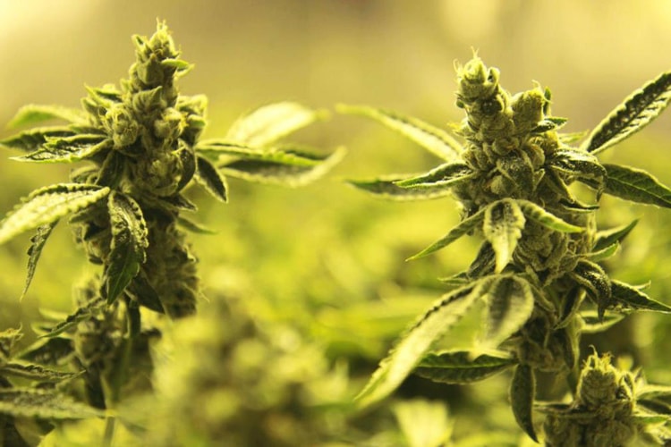 探秘美國 27 億美元大麻產業