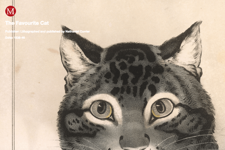 Meow Met - 無料引貓入 Chrome