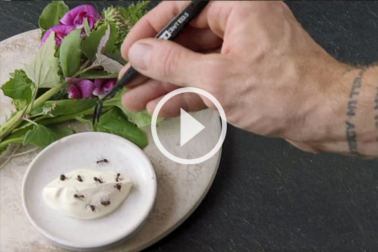 記錄片《Noma: My Perfect Storm》Trailer 現已發表