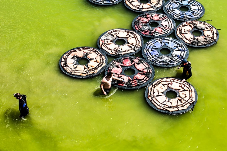 傷逝-艾未未新作《F.Lotus》於維也納展出