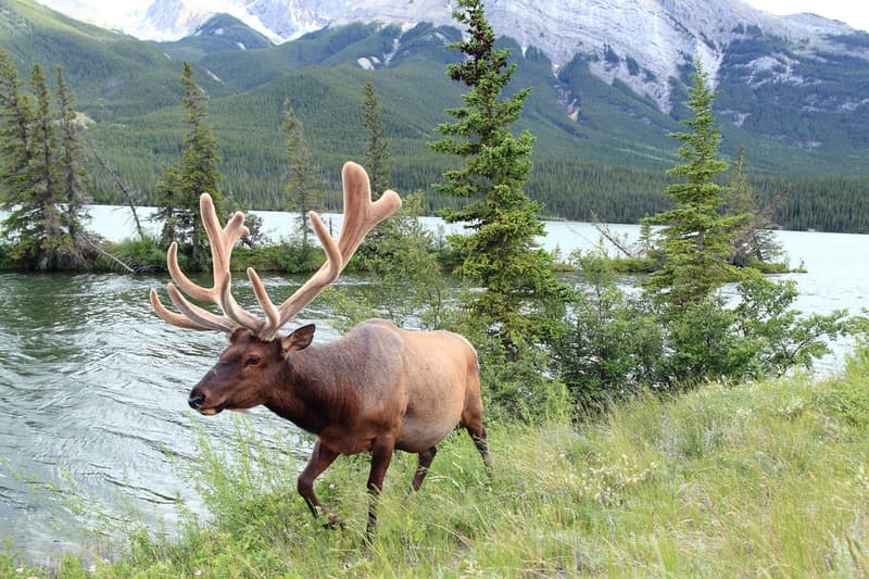 Entry is Free to Canadian National Parks in 2017