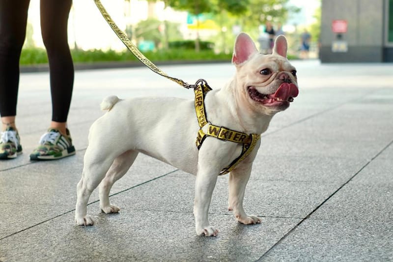 Pawkier 推出寵物版 OFF-WHITE 工業風皮帶