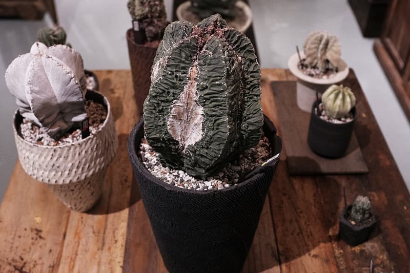 TOKI NASHIKI 舉辦「石居陋室 Living Stone」多肉植物盆器特展