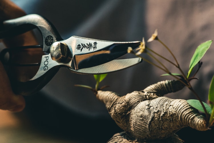 近賞 Plants of Gods x SYU 聯名限定園藝鋏