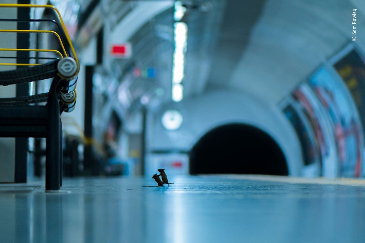 野生動物攝影大獎由「英國地鐵兩隻老鼠」奪得民眾票選獎