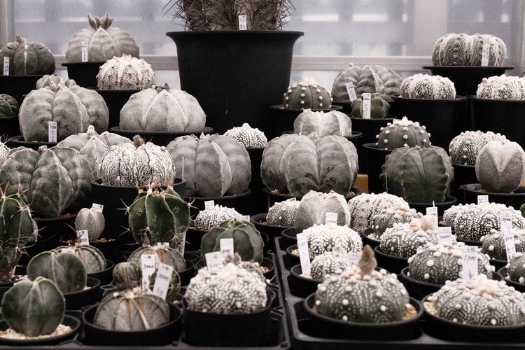 走访东洋块根植物名所 |「The Anatomy of Exotic Plants」日本首部曲