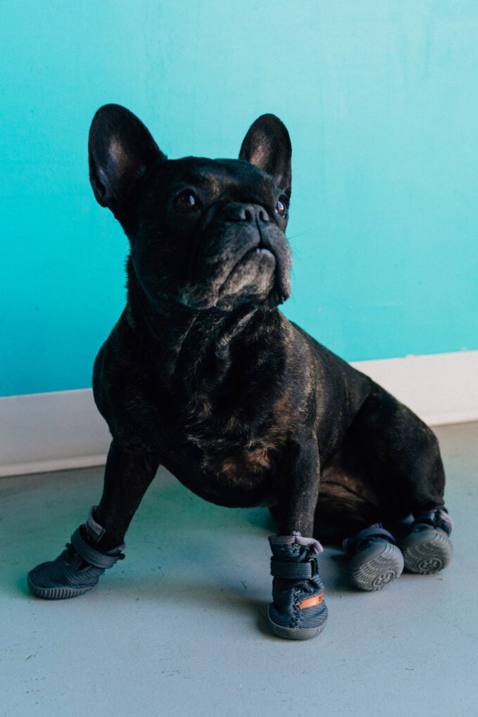 Fresh Pawz 推出全新 YEEZY 主題寵物用鞋套
