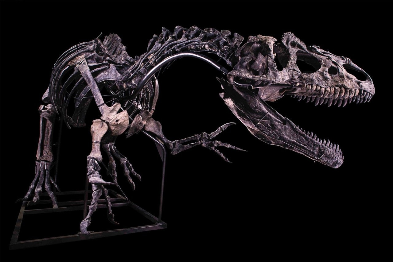 經修復完整 Allosaurus 異龍骨架即將展開拍賣