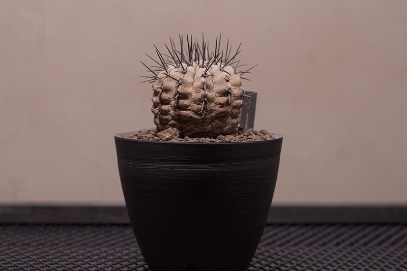 台灣新興植物單位 0343 CONSERVATORY 獨家分享種植入門教學