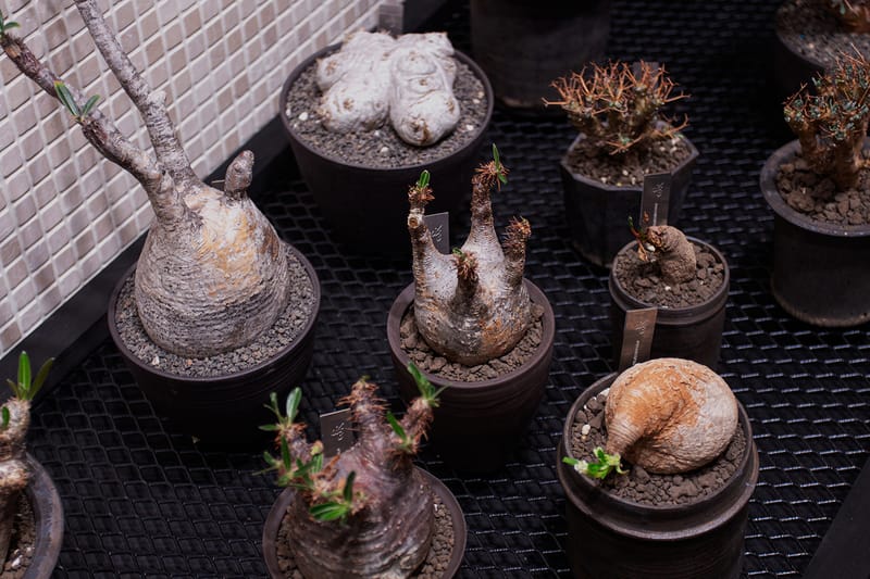 塊根、仙人掌、龍舌蘭 | 專訪 0343 CONSERVATORY 解構植物何以走進人群