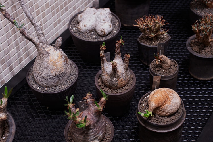 塊根、仙人掌、龍舌蘭 | 專訪 0343 CONSERVATORY 解構植物何以走進人群