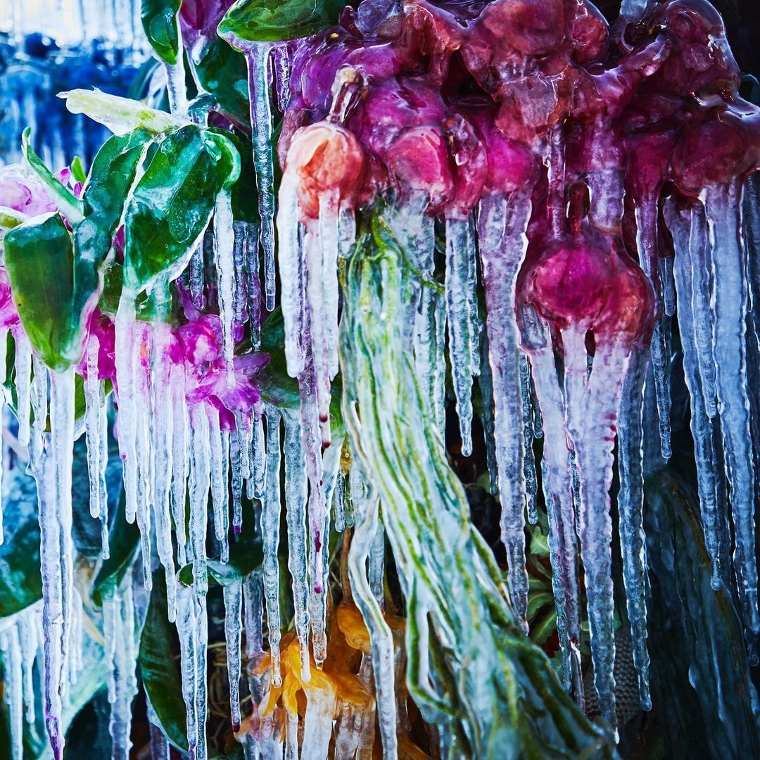 知名花卉藝術家 Azuma Makoto 打造全新作品《Frozen Flowers》