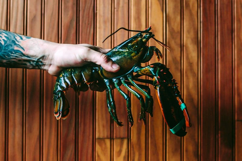 英國宣佈立法禁止「活煮」甲殼類動物