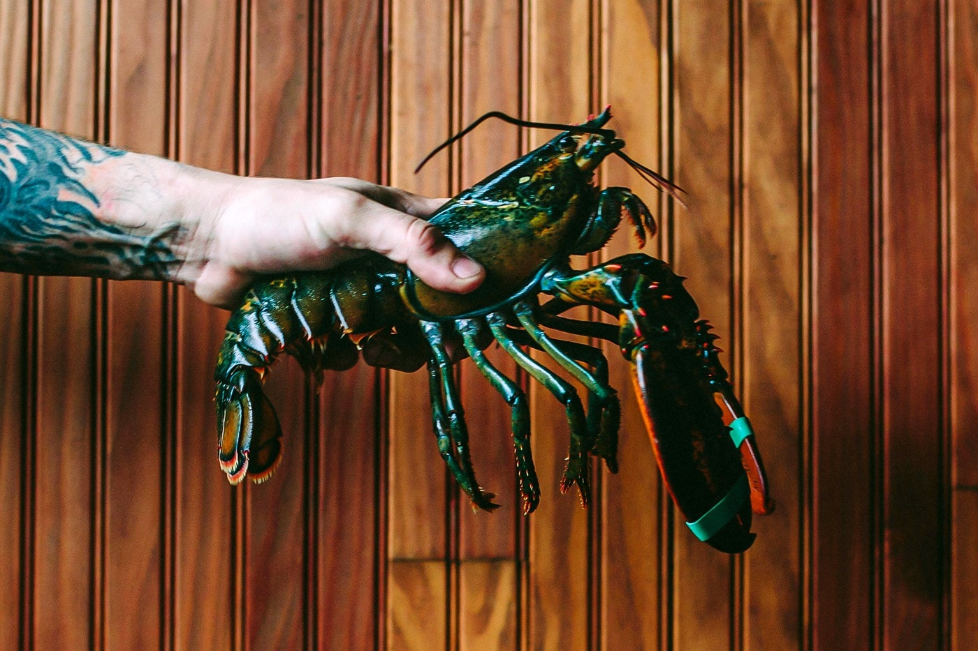 英國宣佈立法禁止「活煮」甲殼類動物
