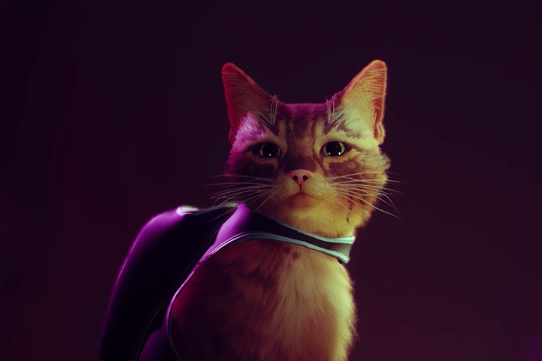 猫咪模拟游戏《STRAY》首支实机游玩影片正式公开