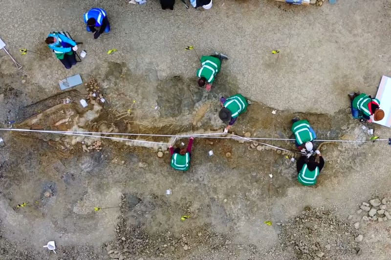 工作人員在英國 Rutland 水庫發現身長 10 公尺「魚龍目 Ichthyosaur」化石