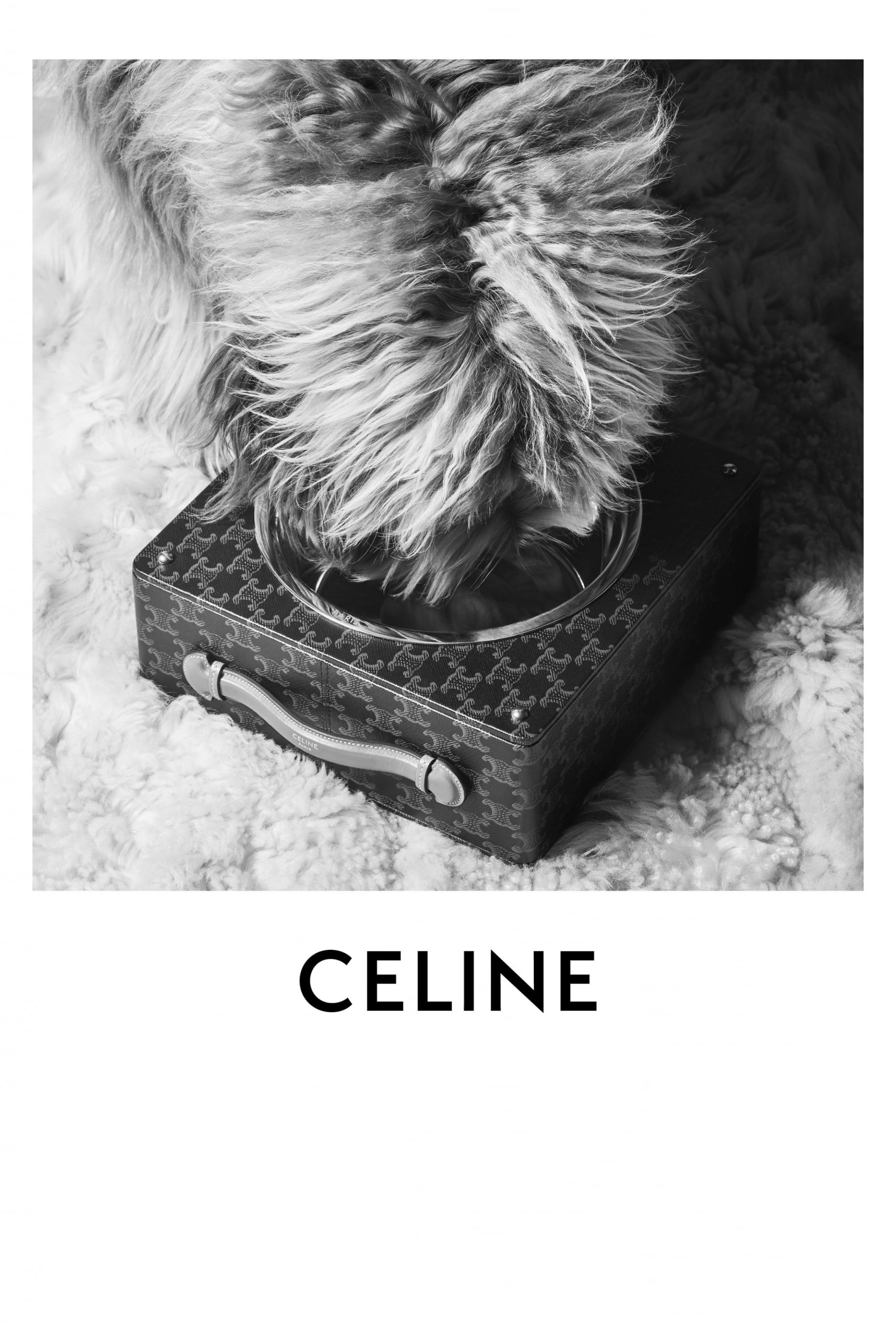 CELINE 发布全新 MAISON DOG 宠物系列