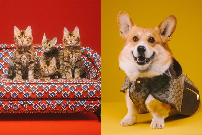 Gucci 正式發佈最新寵物用品系列「PET COLLECTION」
