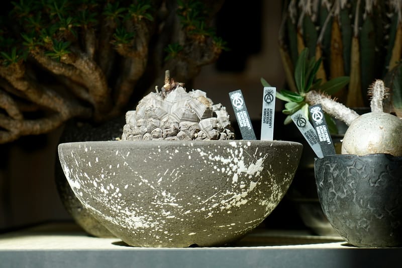 走进 STUDIOUS TOKYO x BOTANICAL LAB「绿魂祭」活动现场