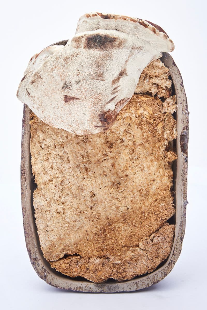 EDEN Power Corp 携手 MYCOAUDIO 推出 Mycelium Mushroom 扬声器