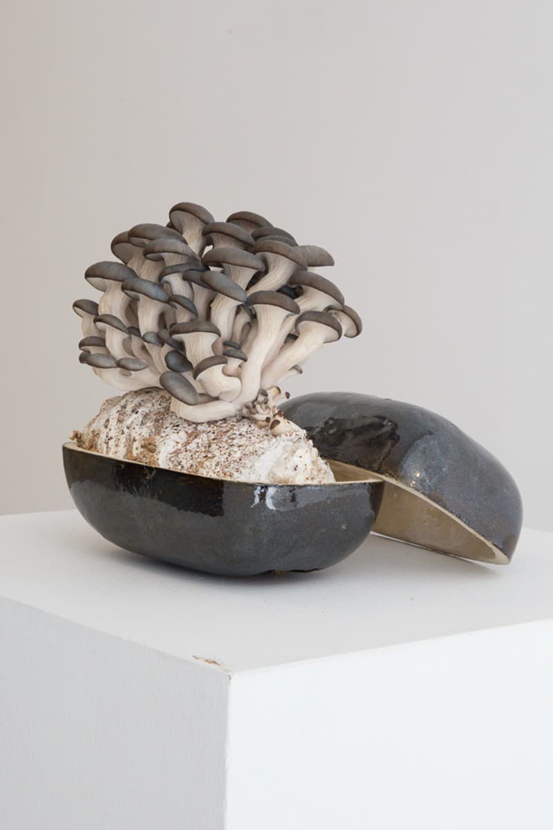 EDEN Power Corp 携手 MYCOAUDIO 推出 Mycelium Mushroom 扬声器