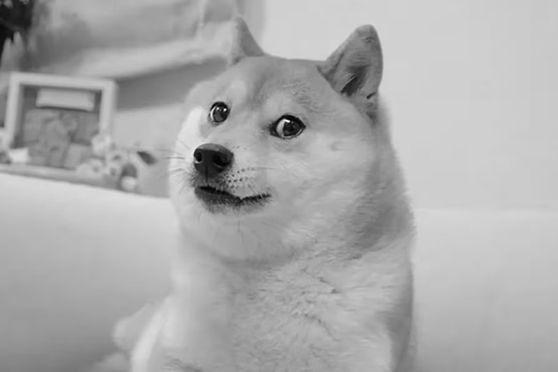 迷因币 Dogecoin 起源柴犬逝世享年 18 岁 迷因币 Dogecoin 起源柴犬逝世享年 18 岁