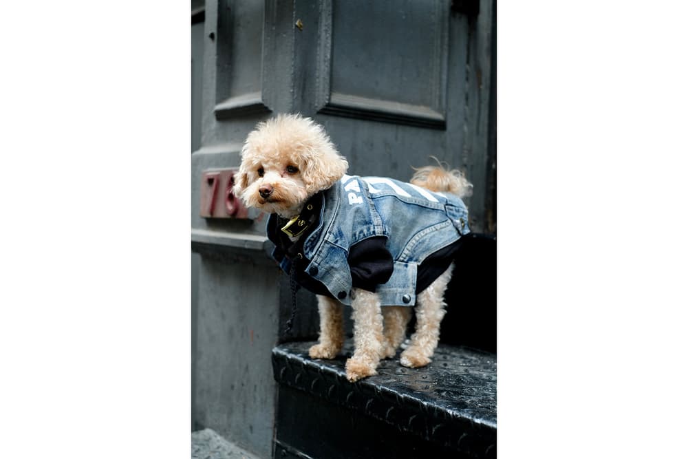 Streetwear Pet Dogs Pawkier Yeezy Puppy Off White Hoodie