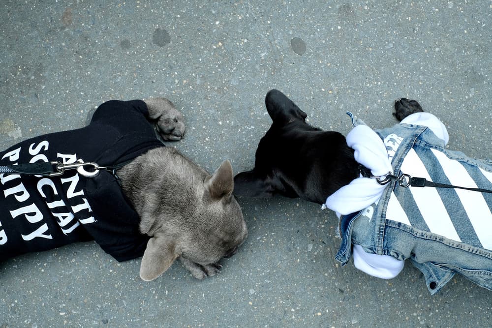 Streetwear Pet Dogs Pawkier Yeezy Puppy Off White Hoodie