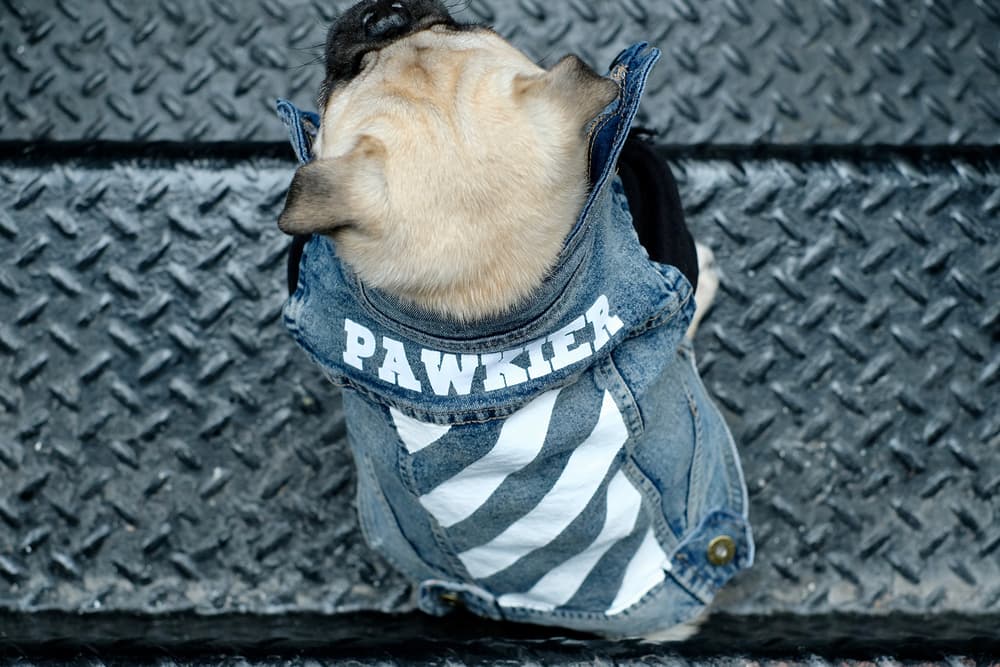 Streetwear Pet Dogs Pawkier Yeezy Puppy Off White Hoodie