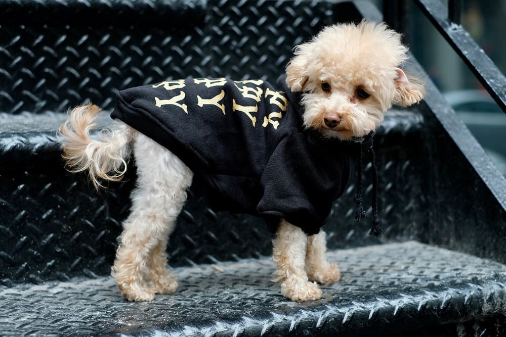 Streetwear Pet Dogs Pawkier Yeezy Puppy Off White Hoodie