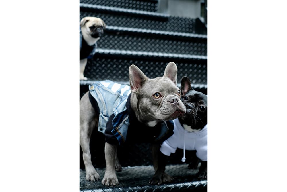 Streetwear Pet Dogs Pawkier Yeezy Puppy Off White Hoodie