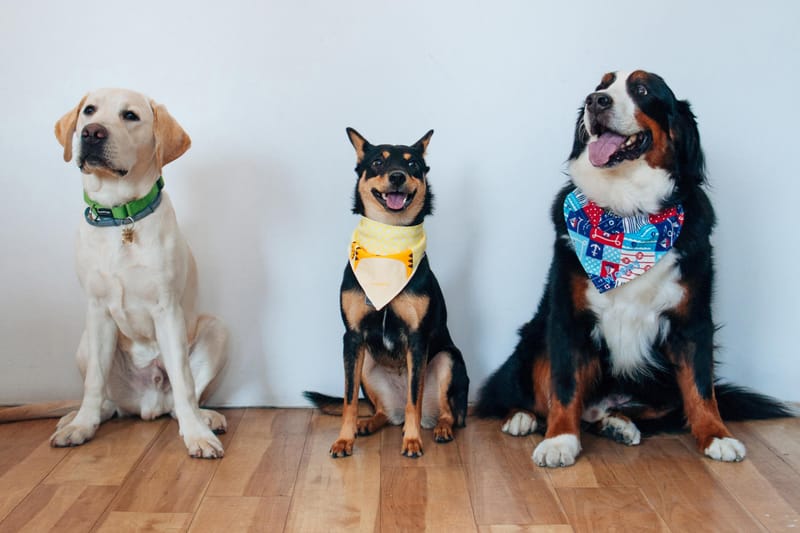 Who's a Good Boy? Here's How Four Dogs Celebrated Chinese New Year
