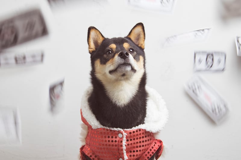 How to Live Your Best Life in Year of the Dog, According to Dachi the Shiba