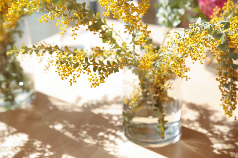 Mansur Gavriel Los Angeles Store Opening Cafe Flora Bags Fashion Retail Location