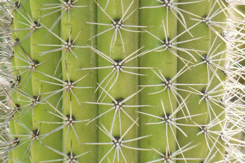 Boscia's New Summer Moisturizer Will Be Made From Cactus Water