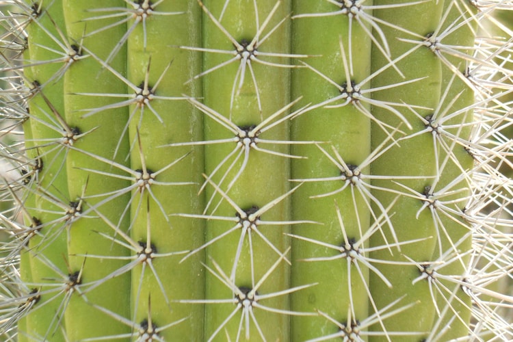 Boscia's New Summer Moisturizer Will Be Made From Cactus Water