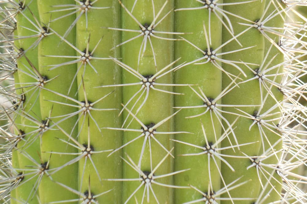 Boscia Cactus Water Moisturizer