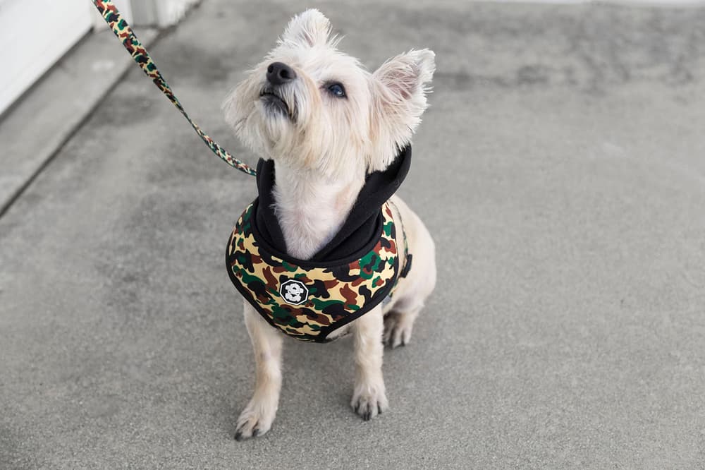 Fresh Pawz Streetwear Dogs Gucci Hermes Off White Supreme Anti Social Social Club