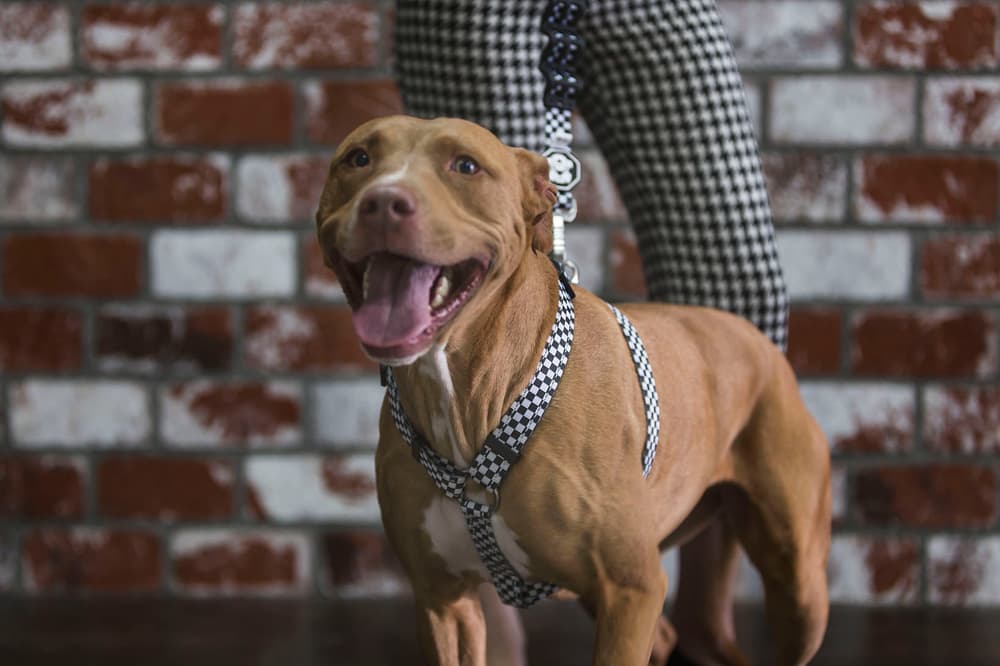 Fresh Pawz Streetwear Dogs Gucci Hermes Off White Supreme Anti Social Social Club