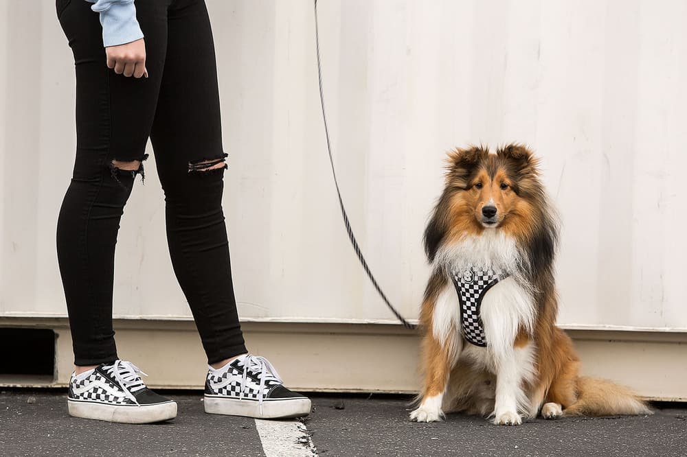 Fresh Pawz Streetwear Dogs Gucci Hermes Off White Supreme Anti Social Social Club