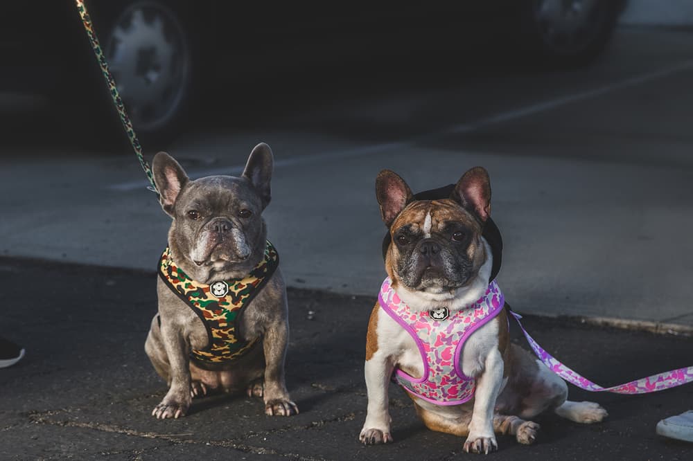 Fresh Pawz Streetwear Dogs Gucci Hermes Off White Supreme Anti Social Social Club