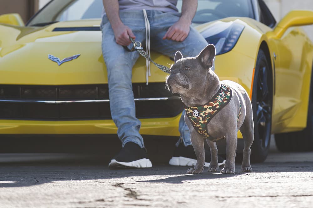 Fresh Pawz Streetwear Dogs Gucci Hermes Off White Supreme Anti Social Social Club