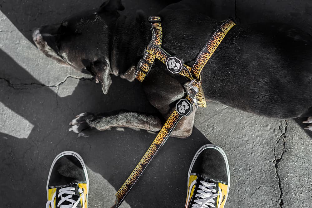 Fresh Pawz Streetwear Dogs Gucci Hermes Off White Supreme Anti Social Social Club