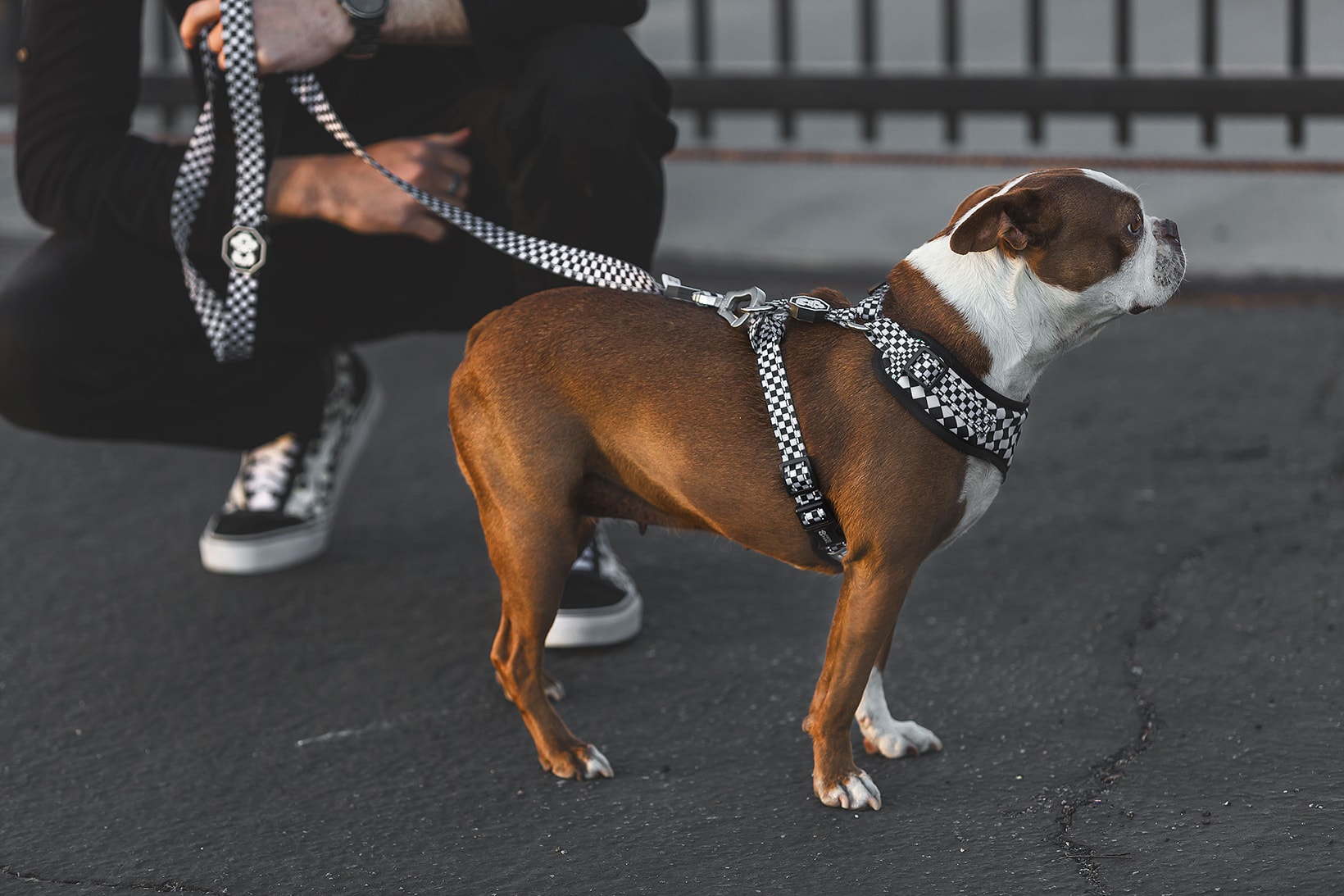 Fresh Pawz Streetwear Dogs Gucci Hermes Off White Supreme Anti Social Social Club