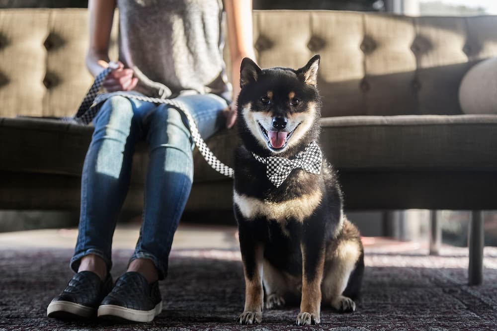 Fresh Pawz Streetwear Dogs Gucci Hermes Off White Supreme Anti Social Social Club
