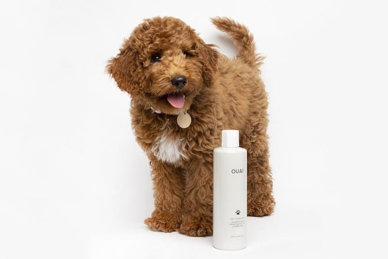 The Kardashians' Hairstylist Has Released a Luxe Shampoo for Your Pet