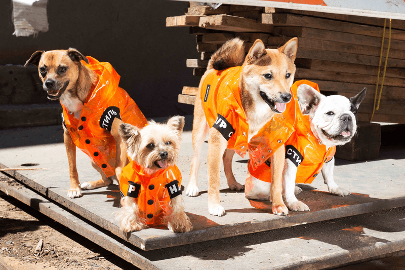 Heron Preston Launches Adorable Dog Clothing Collaboration With Very Important Puppies