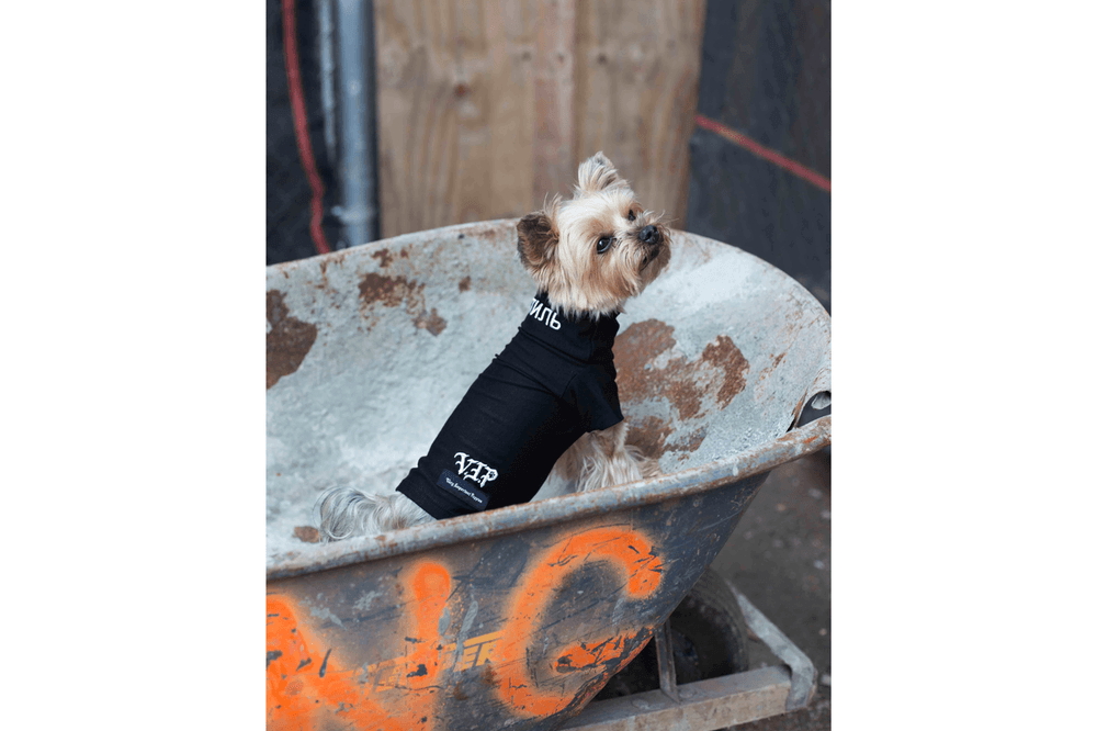 Heron Preston Very Important Puppies Dog Accessories
